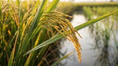 Crie imagem de planta de arroz zoom na machamba re delpmaspu scaled.jpg