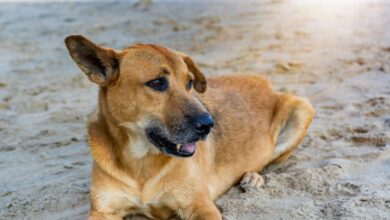 Vecteezy a cute brown dog lying and relaxing on the beach full of 6981570 scaled.jpg