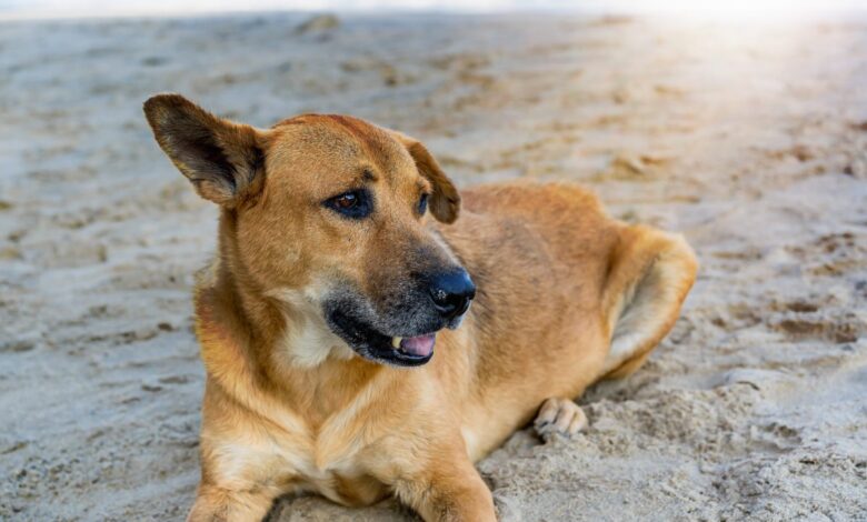 Vecteezy a cute brown dog lying and relaxing on the beach full of 6981570 scaled.jpg
