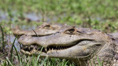 Vecteezy close up crocodile 1266641 1 scaled.jpg