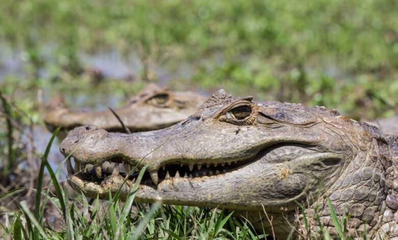 Vecteezy close up crocodile 1266641 1 scaled.jpg