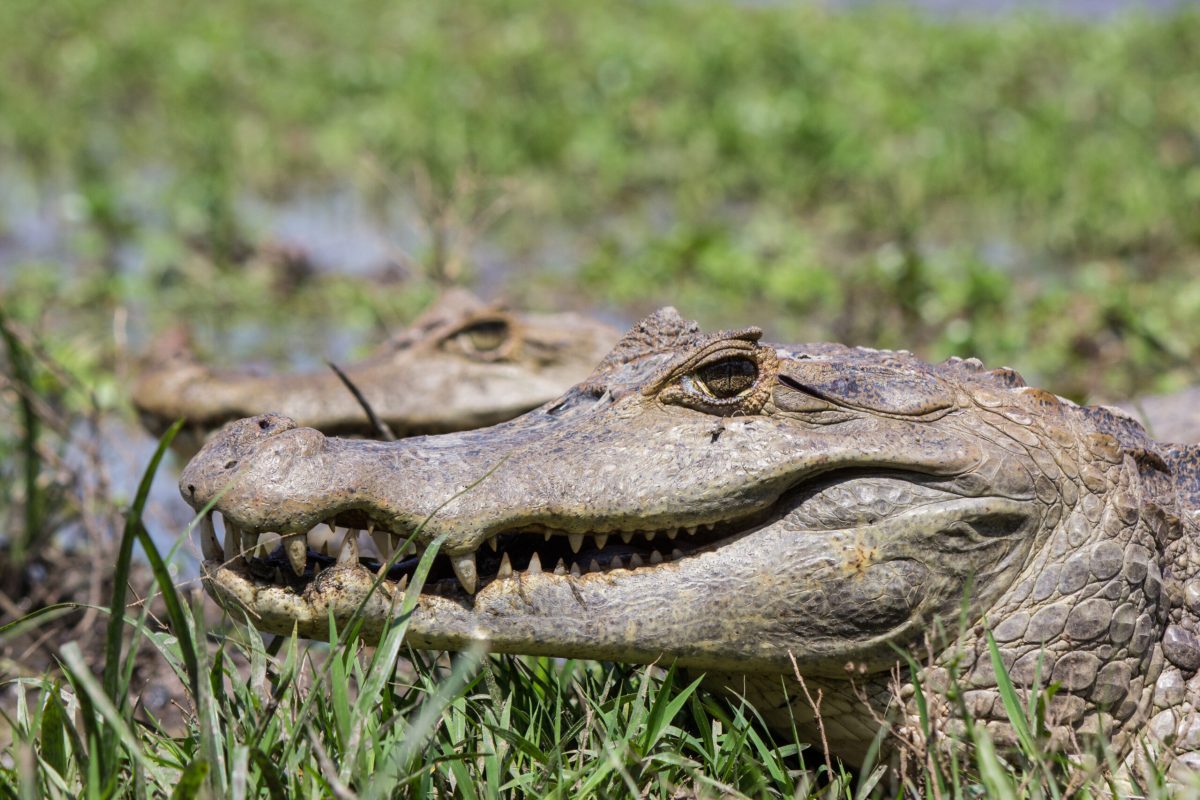 Vecteezy close up crocodile 1266641 1 scaled.jpg
