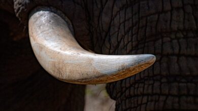 Vecteezy elephant ivory tusk close up in kruger park south africa 20220786 scaled.jpg