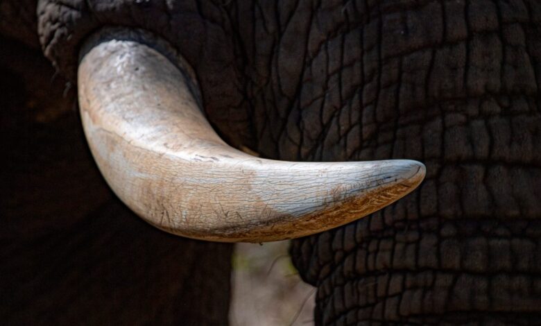 Vecteezy elephant ivory tusk close up in kruger park south africa 20220786 scaled.jpg