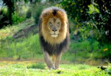 Vecteezy male lion walking in a stalking manner directly towards the 14685727 1 scaled.jpg