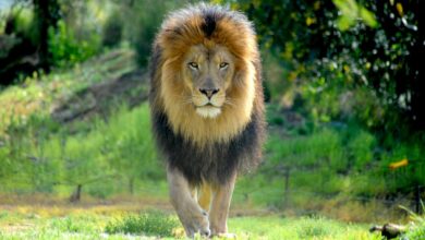 Vecteezy male lion walking in a stalking manner directly towards the 14685727 1 scaled.jpg