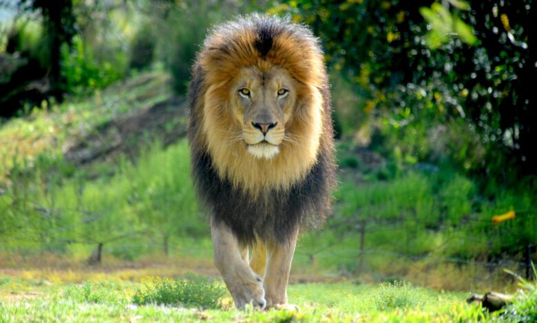 Vecteezy male lion walking in a stalking manner directly towards the 14685727 1 scaled.jpg