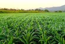 Vecteezy landscape and corn field with the sunset on the farm 332345928129 scaled.jpg