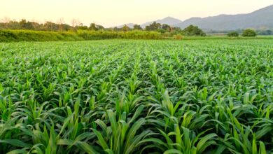 Vecteezy landscape and corn field with the sunset on the farm 332345928129 scaled.jpg