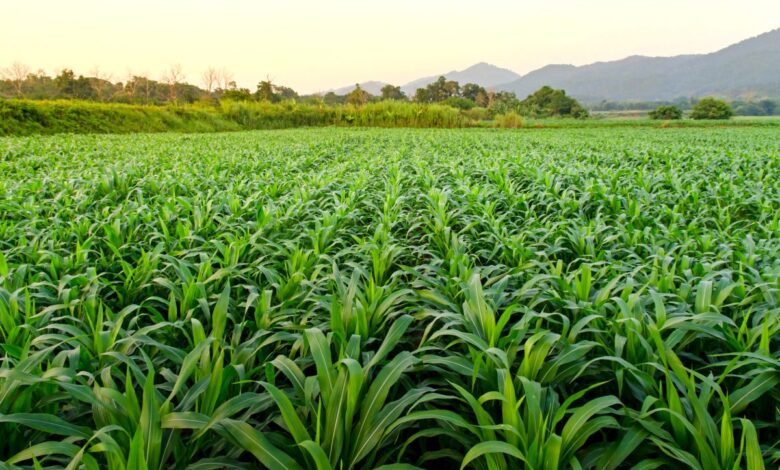 Vecteezy landscape and corn field with the sunset on the farm 332345928129 scaled.jpg