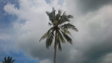 Vecteezy tall coconut palm tree under a dramatic cloudy sky with 74768938 scaled.jpg