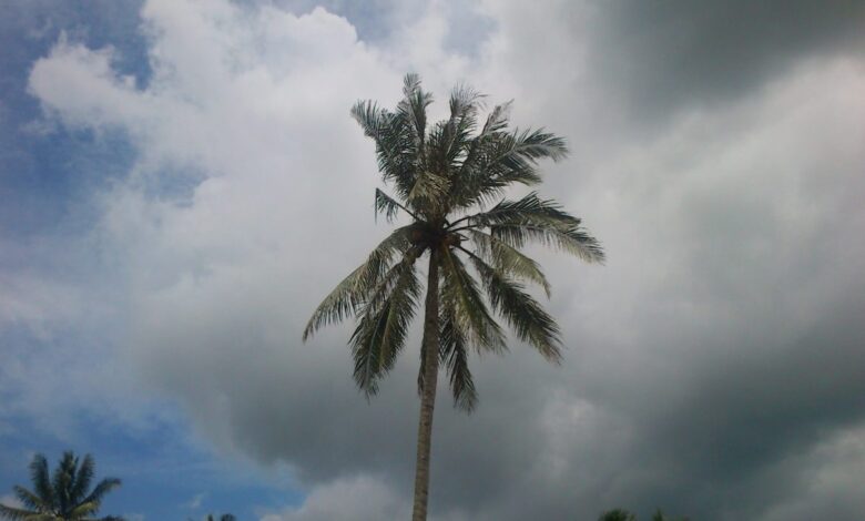 Vecteezy tall coconut palm tree under a dramatic cloudy sky with 74768938 scaled.jpg