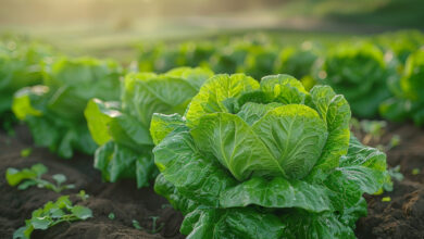 Vecteezy ai generated lettuce growing in the field 40988527 scaled.jpg