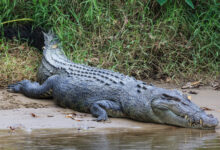 Vecteezy saltwater crocodile crocodylus porosus daintree queensland 2633936 scaled.jpg