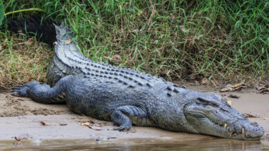 Vecteezy saltwater crocodile crocodylus porosus daintree queensland 2633936 scaled.jpg