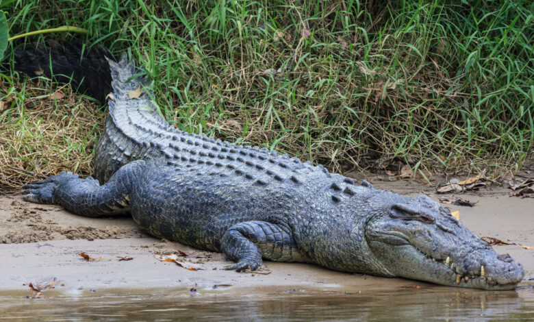 Vecteezy saltwater crocodile crocodylus porosus daintree queensland 2633936 scaled.jpg