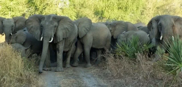 Elefantes atravessando a picada Simba Montinho.jpg